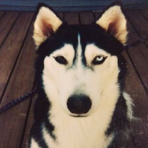 Meet your Posher, Pete